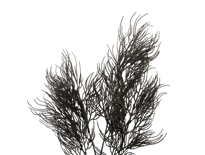 present time Artificial plant Asparagus Fern Stem black