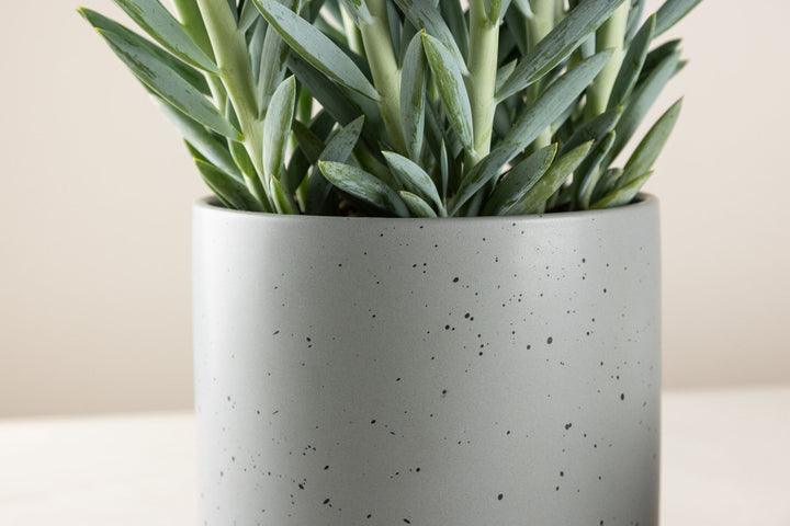 Venture Home Sane Pot - Dark Grey/Black Dots - 18*18*17cm