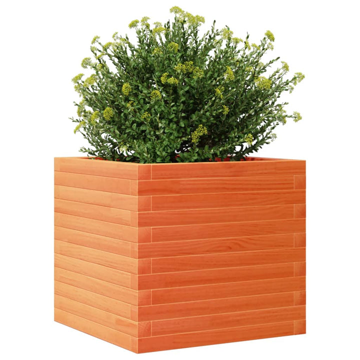 plantekasse 50x50x45,5 cm massivt fyrretræ gyldenbrun
