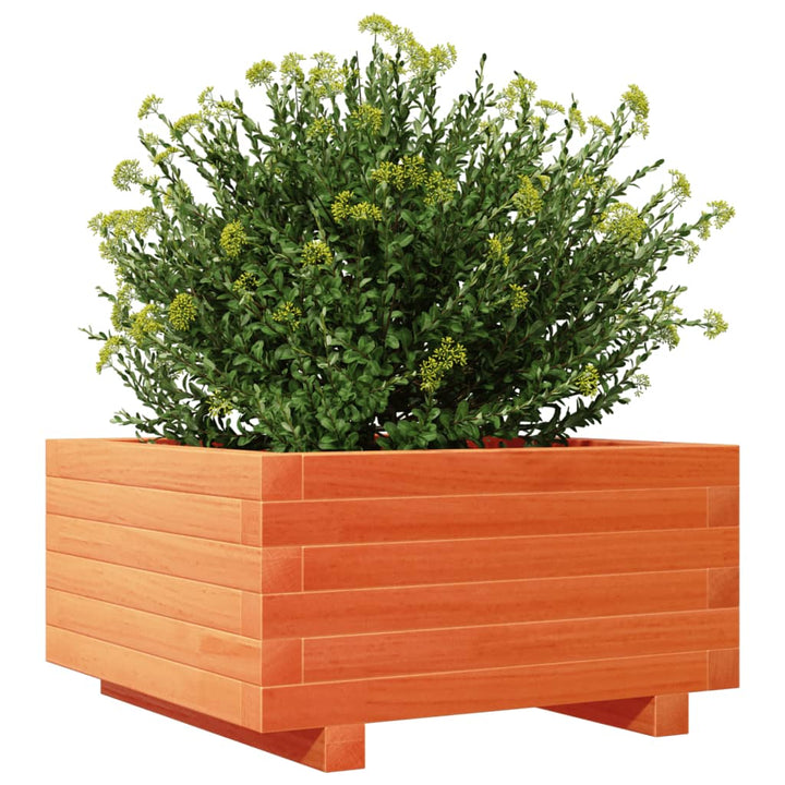plantekasse 50x50x26,5 cm massivt fyrretræ gyldenbrun