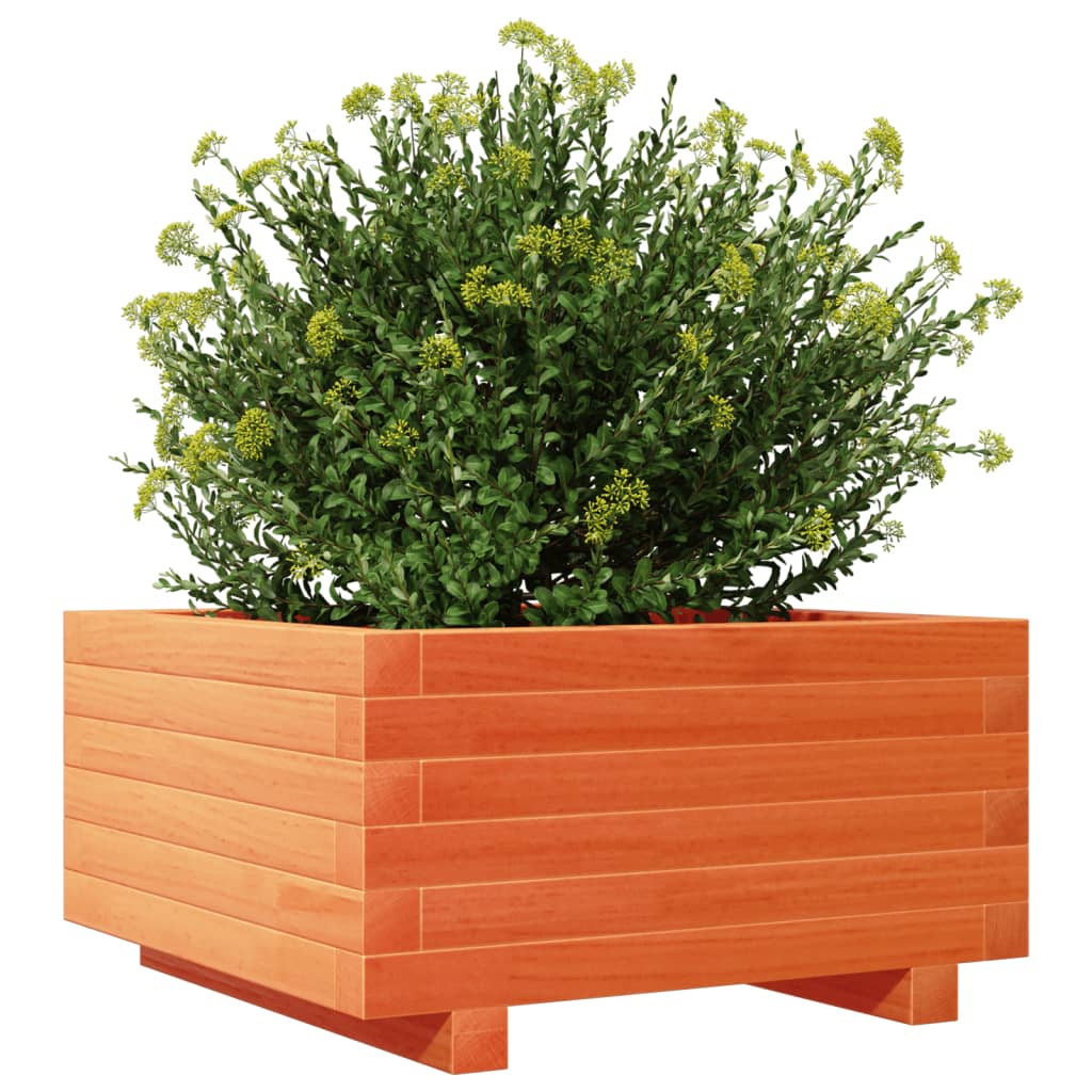 plantekasse 50x50x26,5 cm massivt fyrretræ gyldenbrun