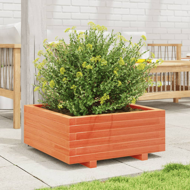 plantekasse 60x60x26,5 cm massivt fyrretræ gyldenbrun
