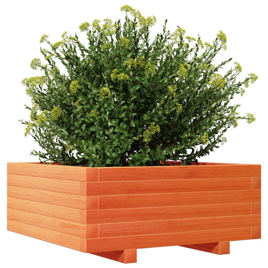 plantekasse 60x60x26,5 cm massivt fyrretræ gyldenbrun