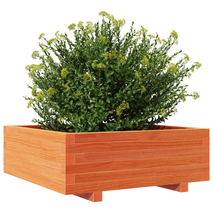 plantekasse 70x70x26,5 cm massivt fyrretræ gyldenbrun