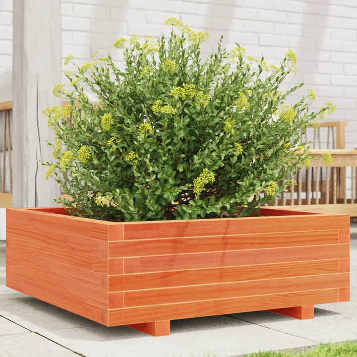 plantekasse 70x70x26,5 cm massivt fyrretræ gyldenbrun