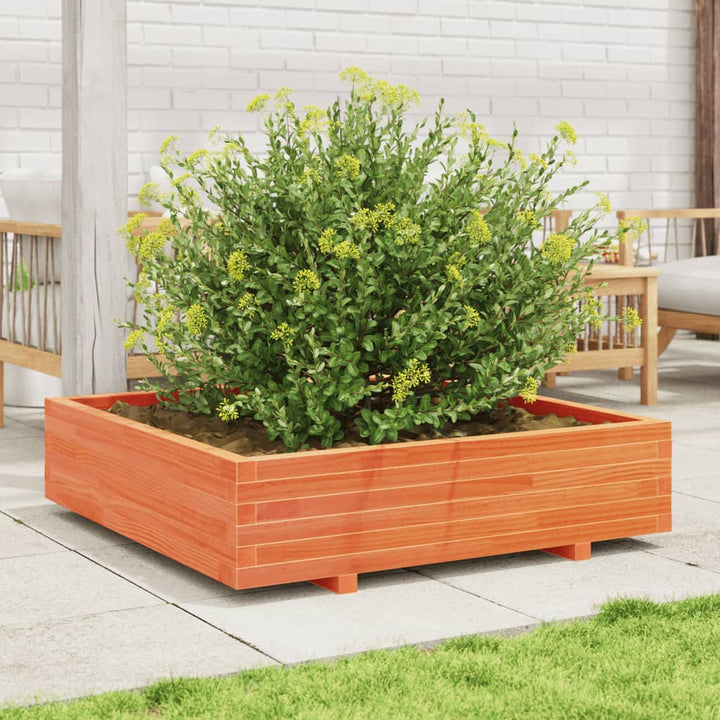 plantekasse 100x100x26,5 cm massivt fyrretræ gyldenbrun