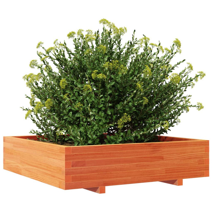 plantekasse 100x100x26,5 cm massivt fyrretræ gyldenbrun