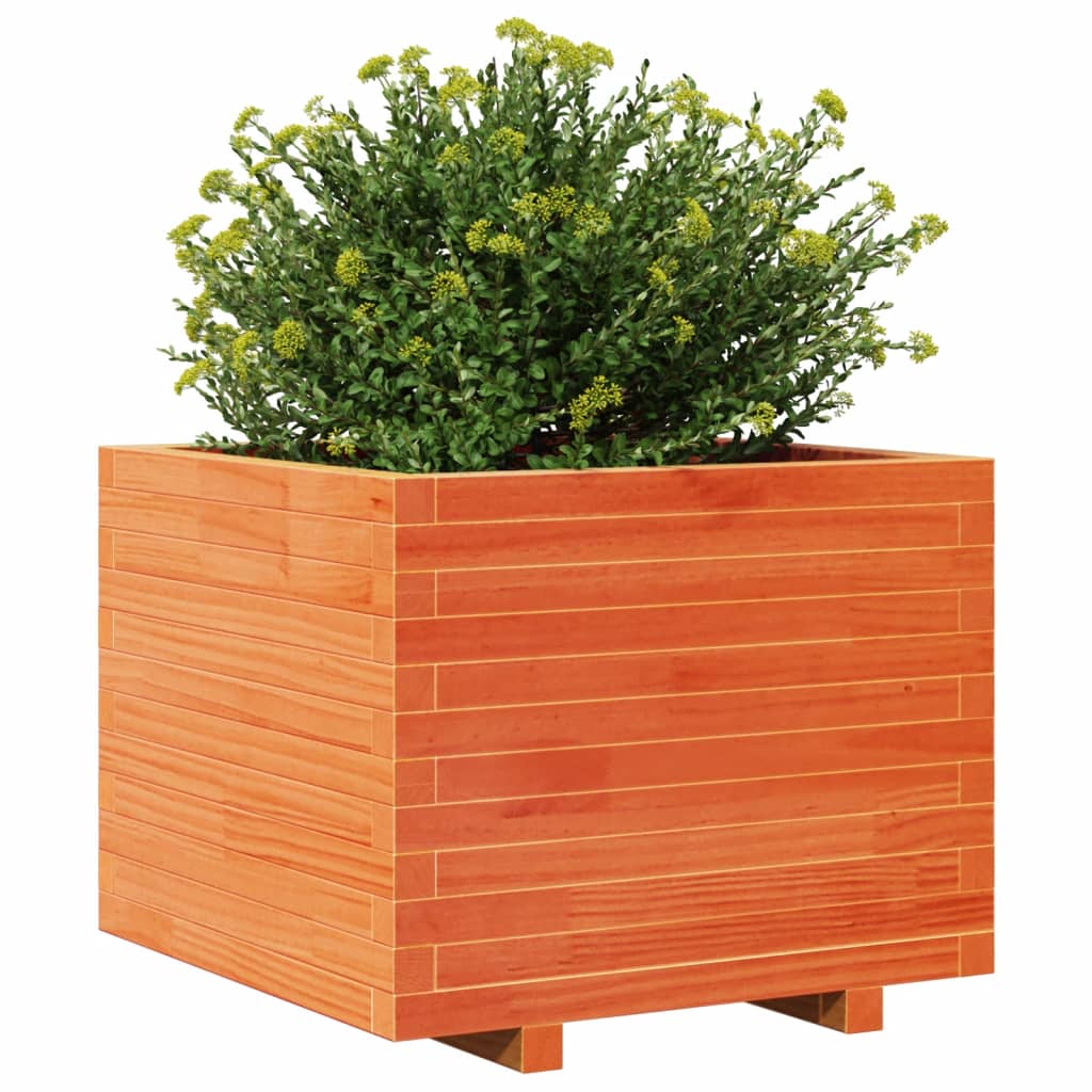 plantekasse 60x60x49,5 cm massivt fyrretræ gyldenbrun