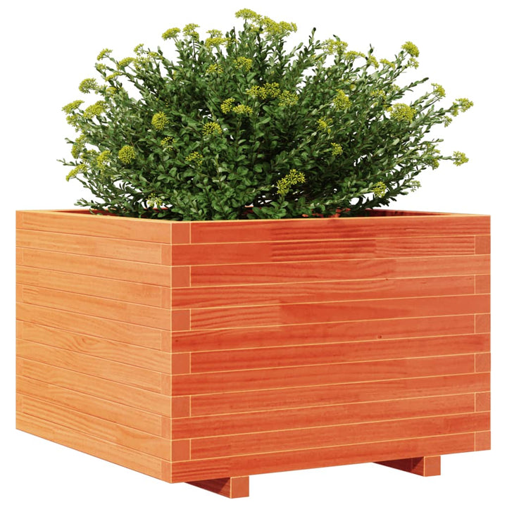 plantekasse 70x70x49,5 cm massivt fyrretræ gyldenbrun
