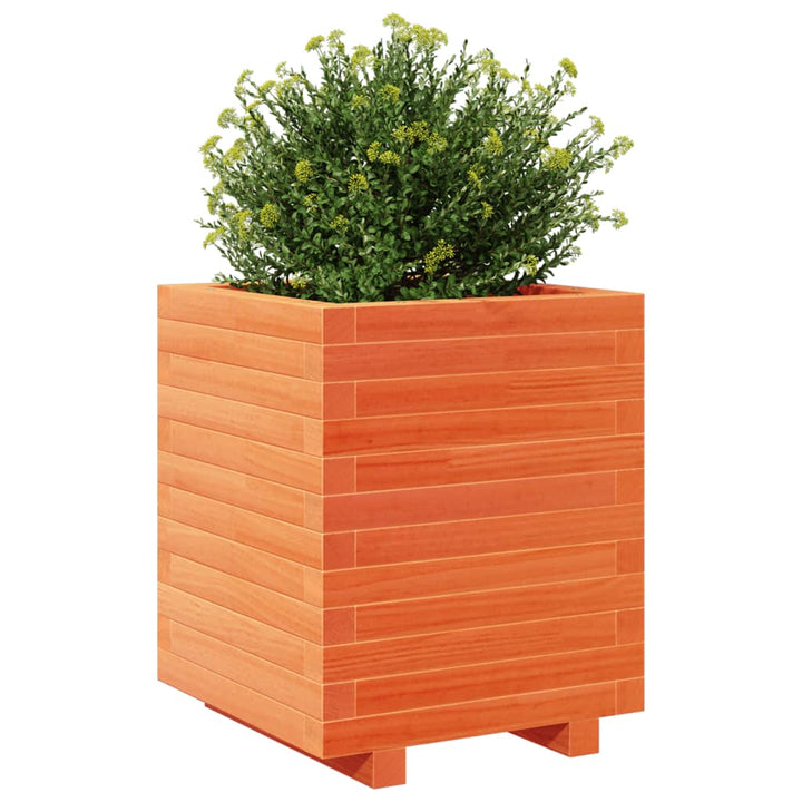 plantekasse 40x40x49,5 cm massivt fyrretræ gyldenbrun