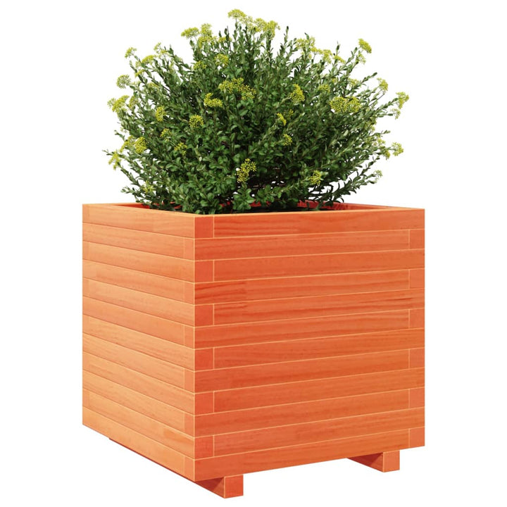 plantekasse 50x50x49,5 cm massivt fyrretræ gyldenbrun