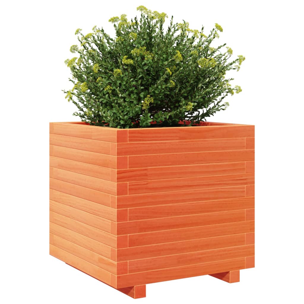 plantekasse 50x50x49,5 cm massivt fyrretræ gyldenbrun