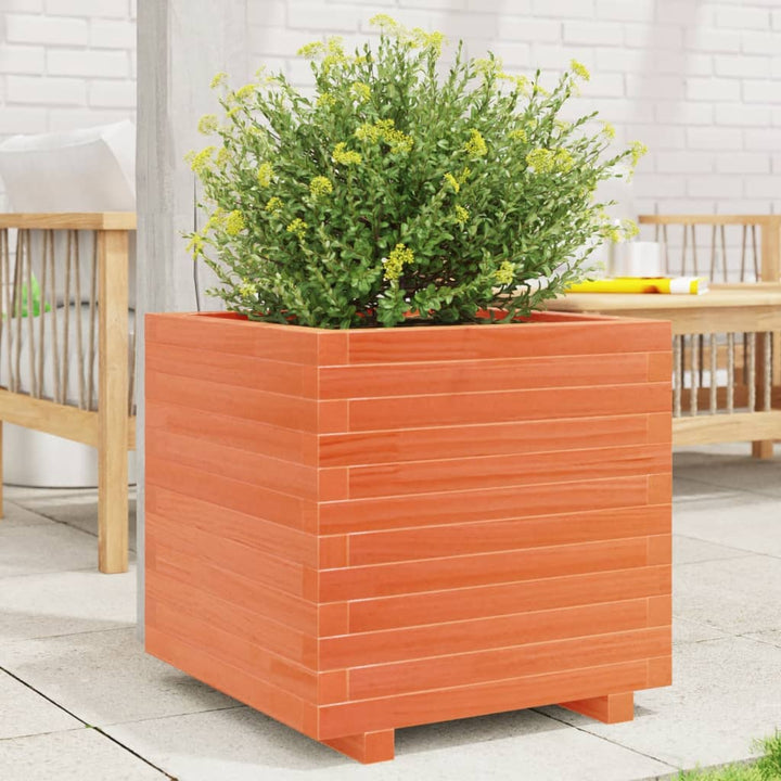 plantekasse 50x50x49,5 cm massivt fyrretræ gyldenbrun