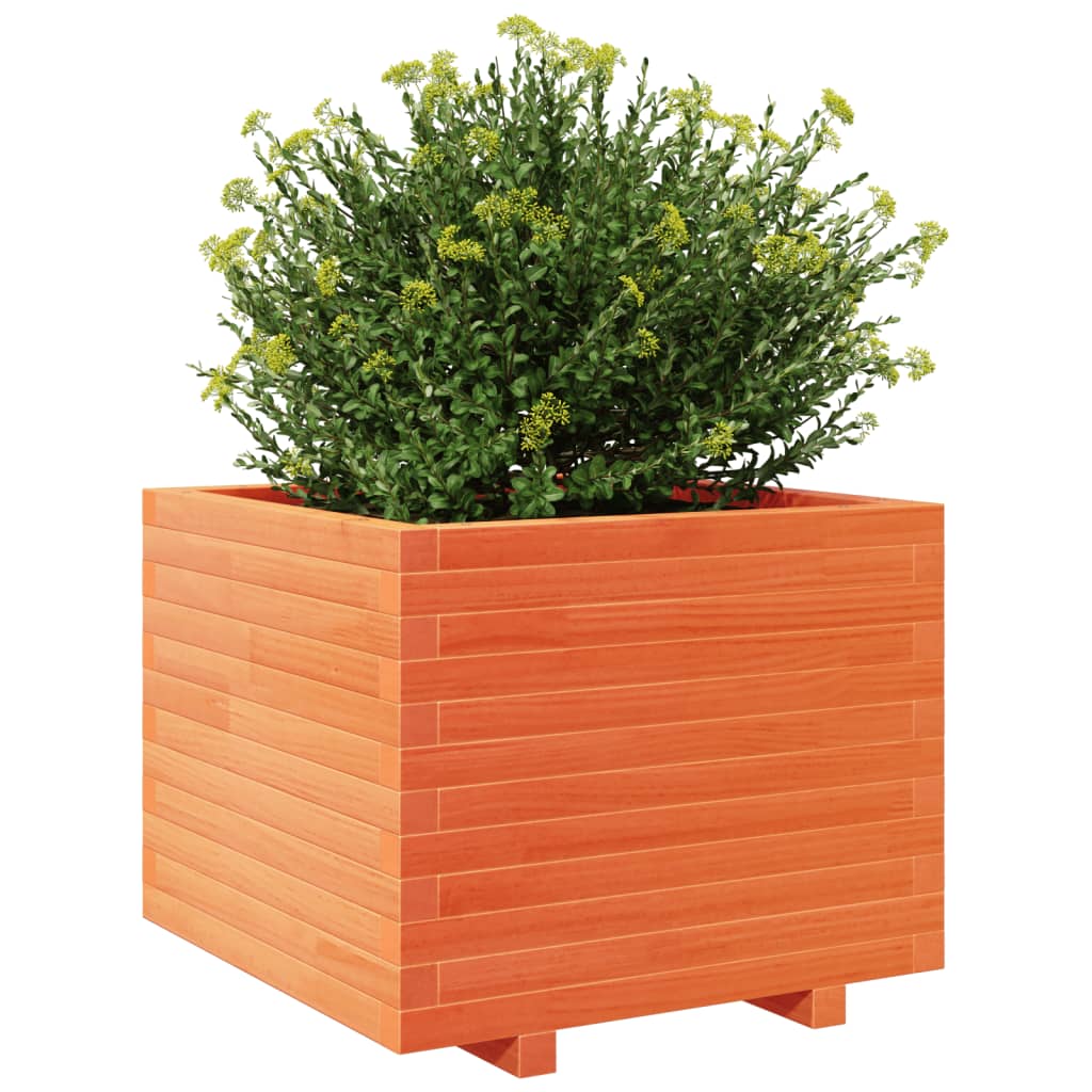 plantekasse 60x60x49,5 cm massivt fyrretræ gyldenbrun