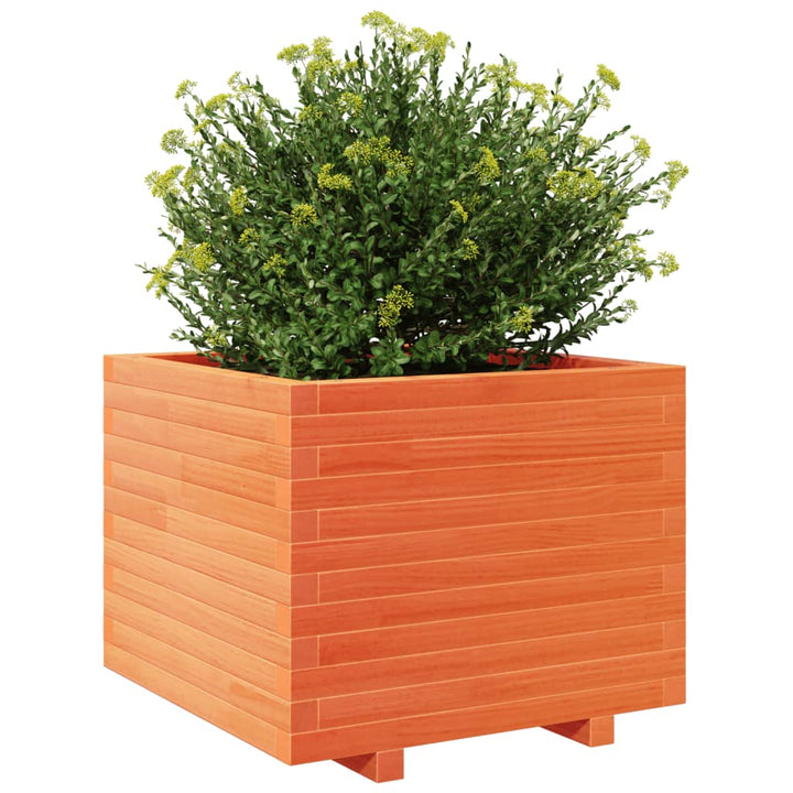 plantekasse 60x60x49,5 cm massivt fyrretræ gyldenbrun